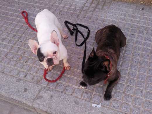 MI PERRO POZI Y MI NIÑA CATA.SOM DOS AMORES Y ELLA QUE ES RECOGIDA ES SUPER BUENA